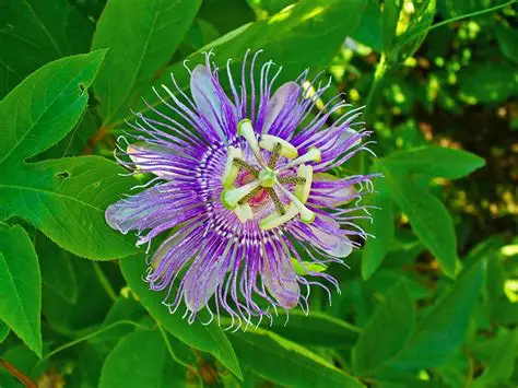 Pasiflora