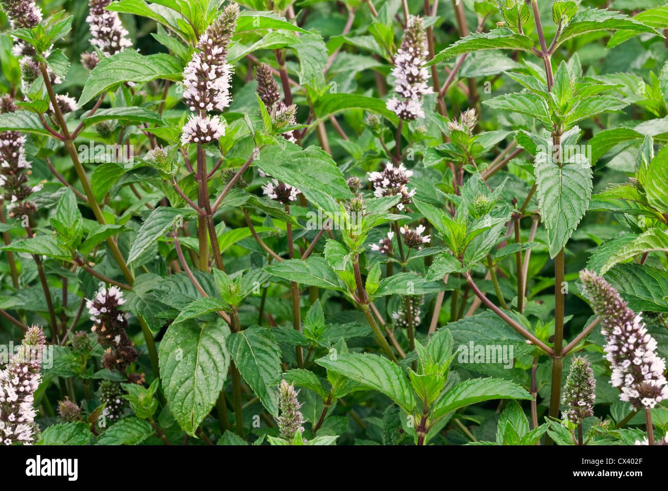 Menta piperita